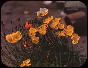Image of Poppies, Arctic